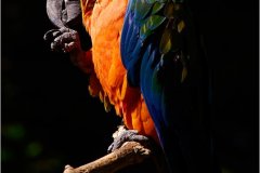 ND-01-AmazonMacaw