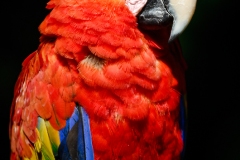 NZ1-ScarletAmazonMacaw-EG