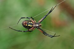 NZ3-Argiope-Aurantia-2-EG