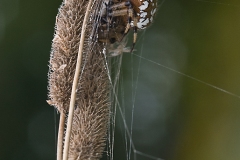NZ4-Shamrock-Spider-and-Nest-EG