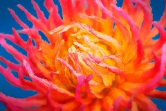 P4-Sheilas-Dahlia-2-EG