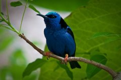 OCND03-Red-Legged-Honeycreeper