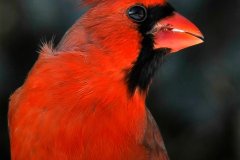 NZ1-Male-Cardinal-151-M
