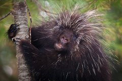 NZ2-North-American-Porcupine-151-M