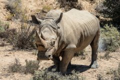 NZ1-White-Rhino-Marking-Territory-151-M