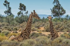 NZ2-South-African-Giraffes-151-M