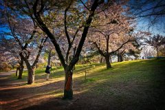 P2-High-Park-Spring-151-M