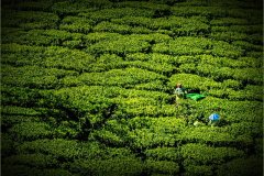 P2-Tea-Harvest-151-M