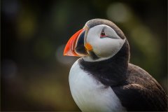 NZ1-Atlantic-Puffin-151-M