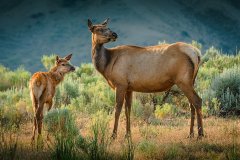 NZ2-Elk-and-Fawn-151-M