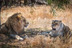 NZ1-Lions-at-Rest-151-M