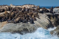 NZ2-Seal-Colony-151-M