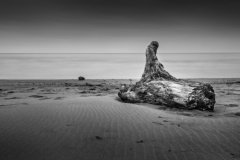 P1-Beach-Driftwood-151-M