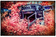 PL2-School-Bus-Infra-Red-151-M
