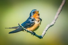 Barn-Swallow-Singing