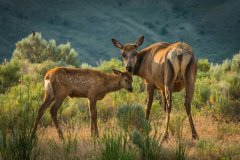 Elk-Doe-Grooming-Fawn