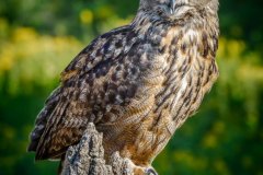 Eurasian-Owl