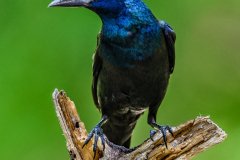 Grackle