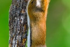 Red-Squirrel-Feeding