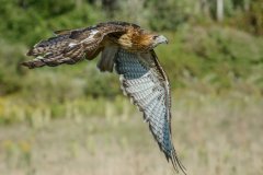 Red-Tail-Hawk
