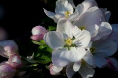 cheryl_goff-apple_blossoms-263