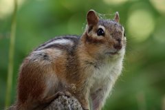 cheryl_goff-chipmunk-263