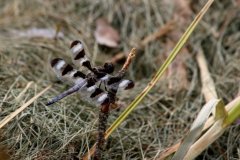 cheryl_goff-dragonfly-263