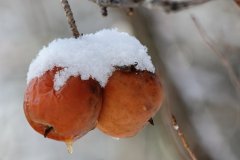 cheryl_goff-frozen_apples-263