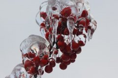 cheryl_goff-frozen_berries-263