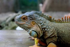 cheryl_goff-iguana-263