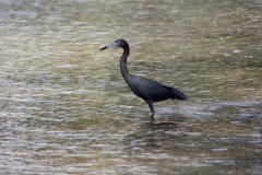 cheryl_goff-jamaican_heron-263