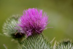 cheryl_goff-thistle-263