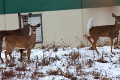 cheryl_goff-three_deer-263