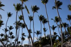cheryl_goff-trees-263