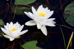 cheryl_goff-waterlilies-263