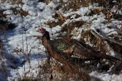 cheryl_goff-wild_turkey-263