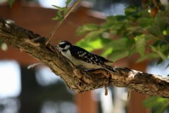 cheryl_goff-woodpecker-263