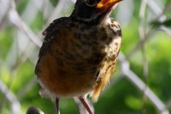 cheryl_goff-young_robin-263