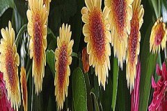 Floral-Fantisie