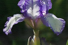 Iris