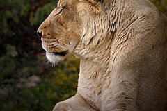 Lioness