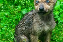 KeithMarlowe-008WolfBlueEyes