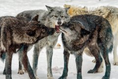 Keith_Marlowe-Playful_Wolves