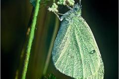 N1-Cabbage-Butterfly-EO-D