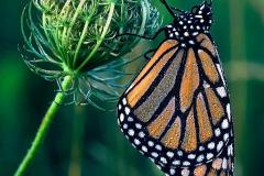 N1-Monarch-Butterfly-EO-D