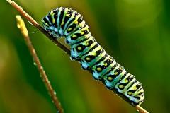 N1-Monarch-Larvae-EO-D