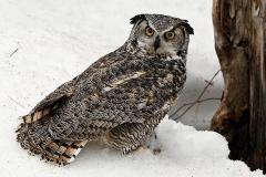 N2-Great-Horned-Owl-EO-D