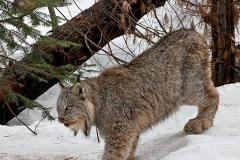 N2-Northern-Ontario-Lynx-EO-D