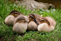 N2-Signets-EO