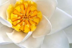 NG1-Water-Lily-EO-D